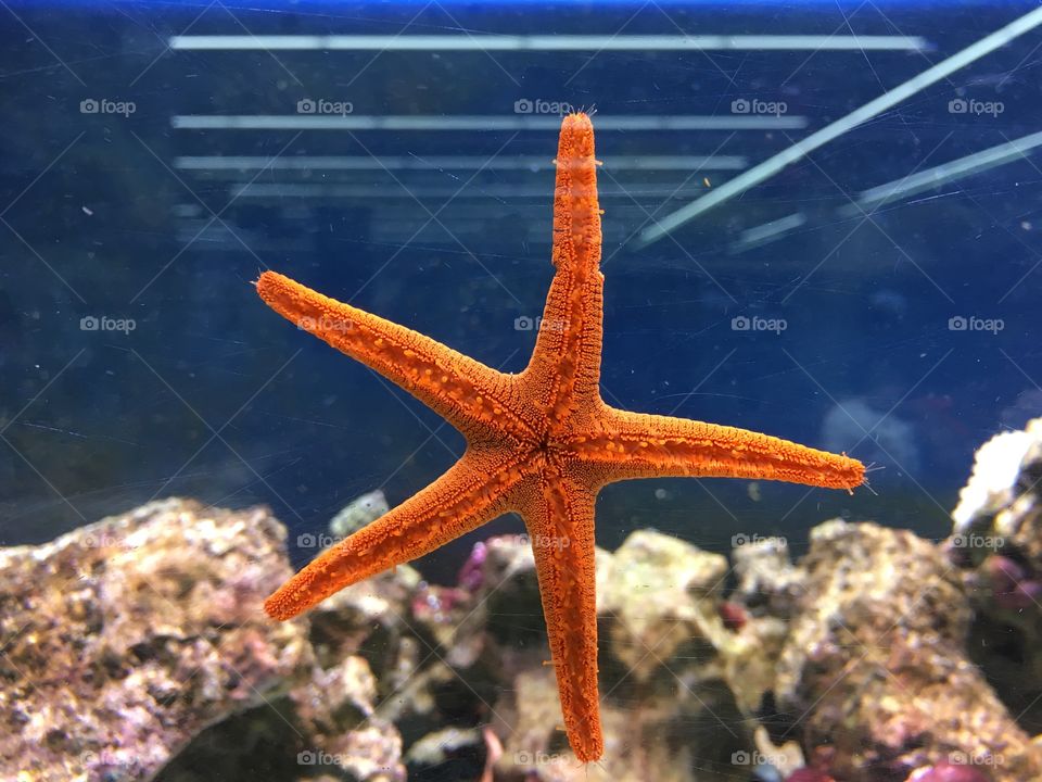 Star fish on the aquarium 