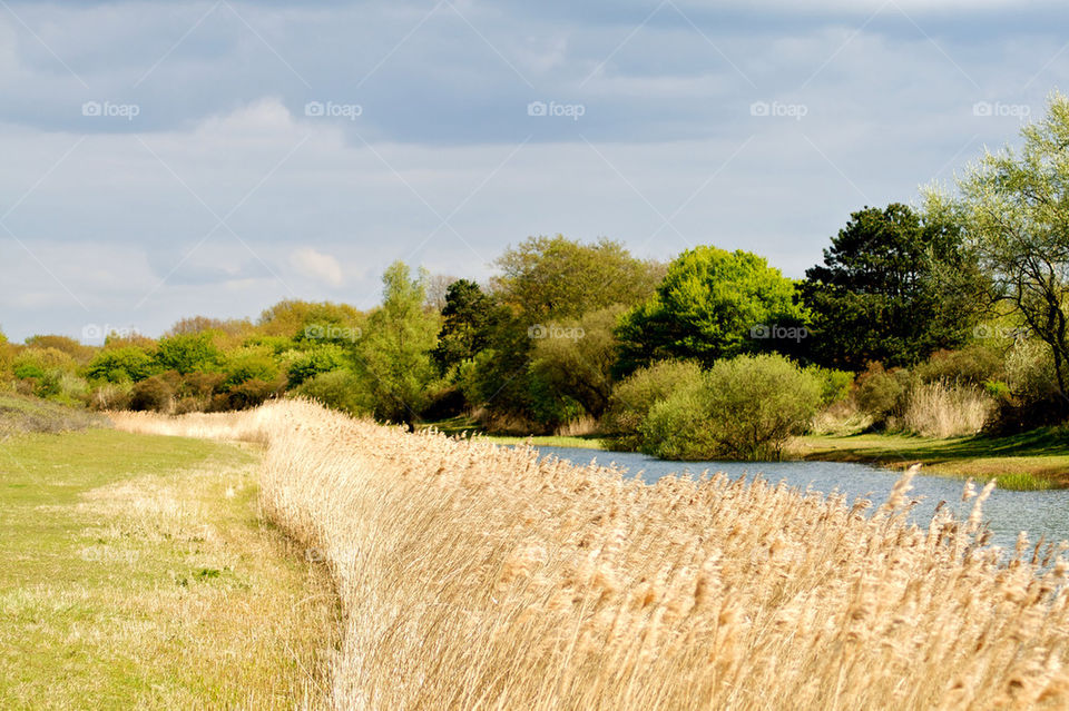 DUTCH DUNES