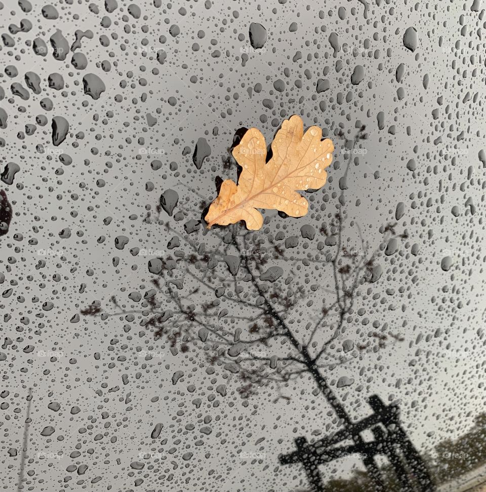 Rainy autumn reflection