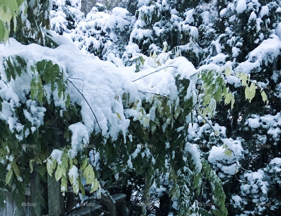 Snow clinging to wisteria