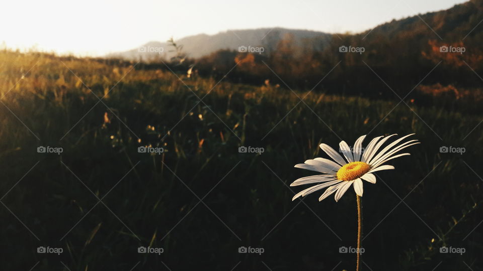 sunset and flower in grass