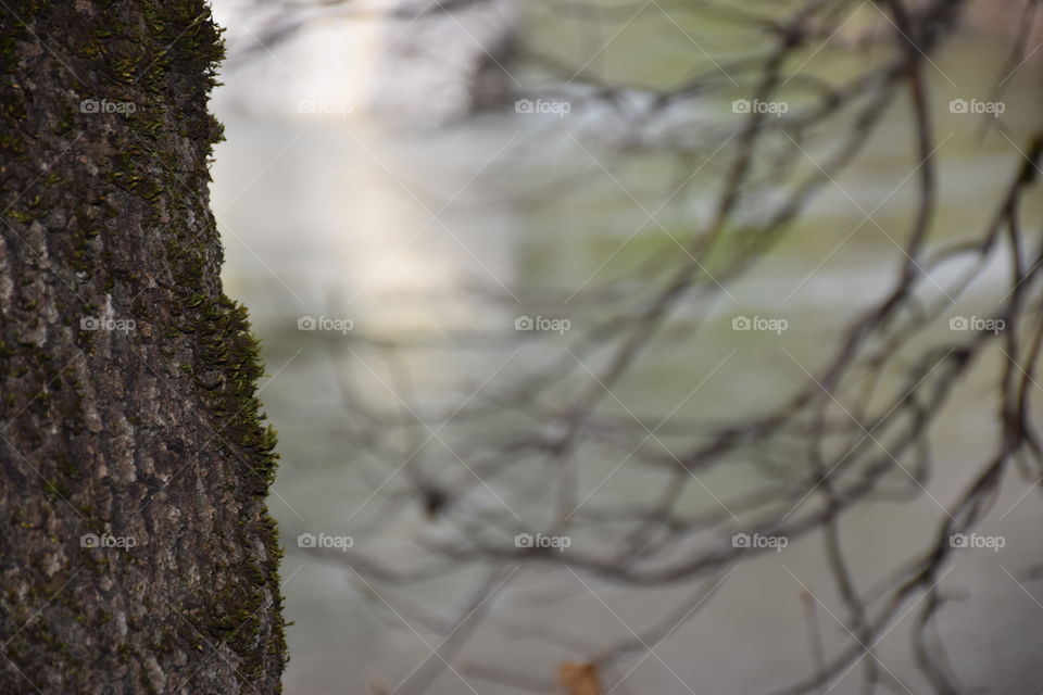 moss on tree barks