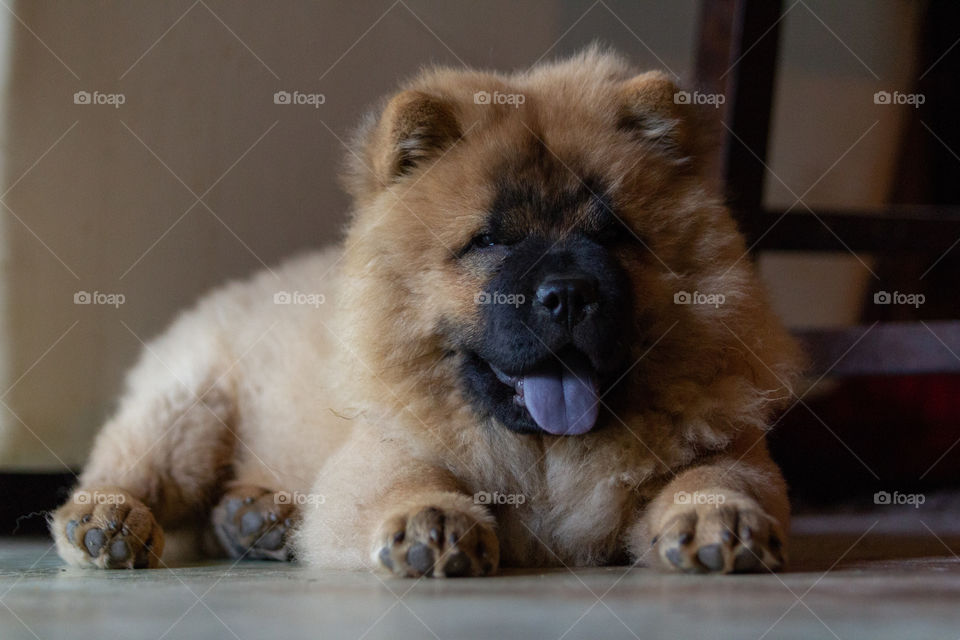 Chow Chow Pup