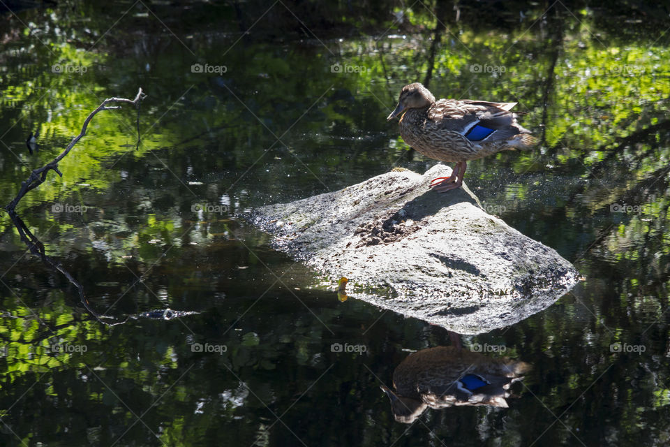 Duck on a stone in dark pond, reflections- anka på sten  i mörk damm 
