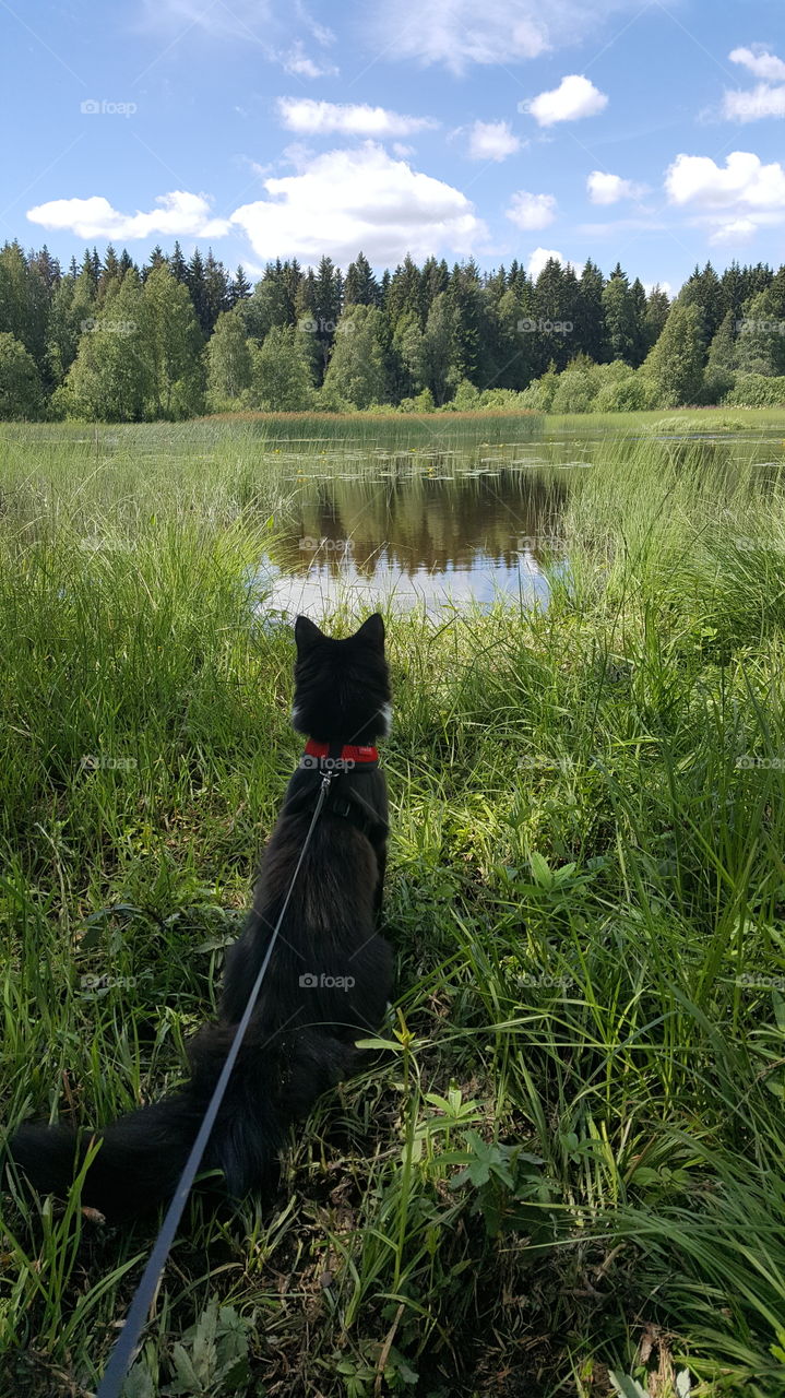 Kitten in nature 