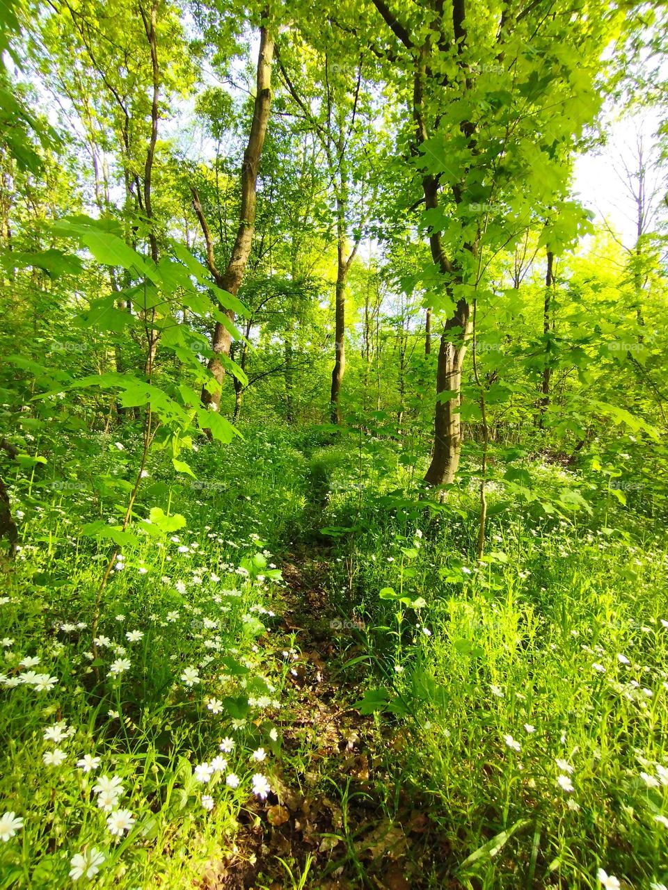 Spring flawn and green forest