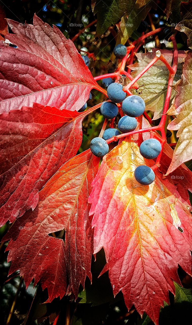 Wild vine on a fence