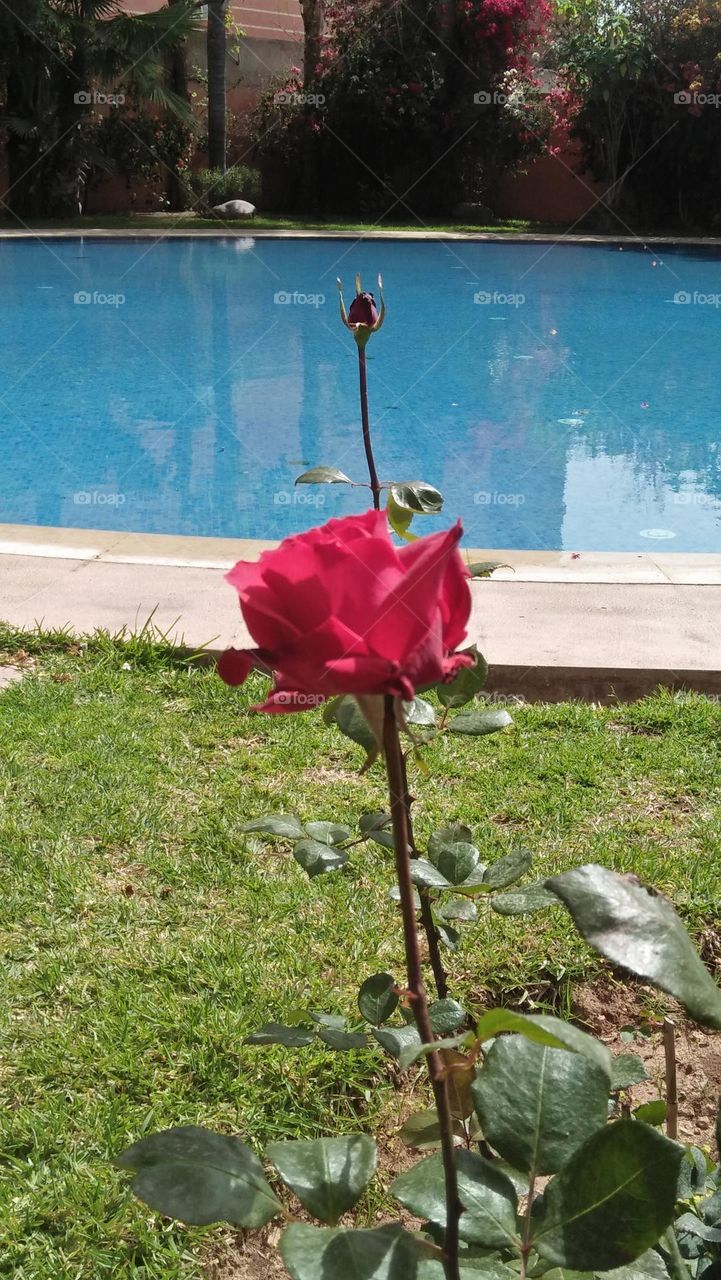 Beauty with splendid red rose