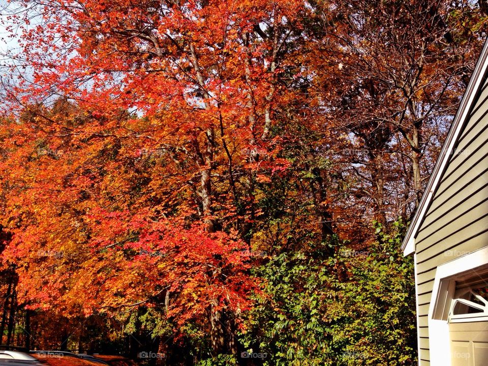 Autumn in New England