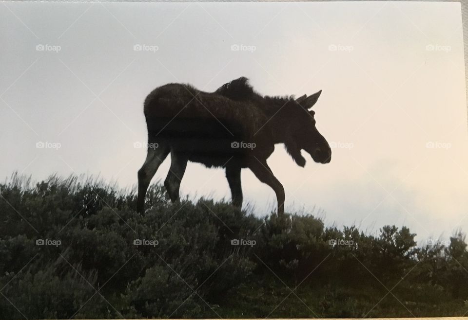 Moose in silhouette on the ridge