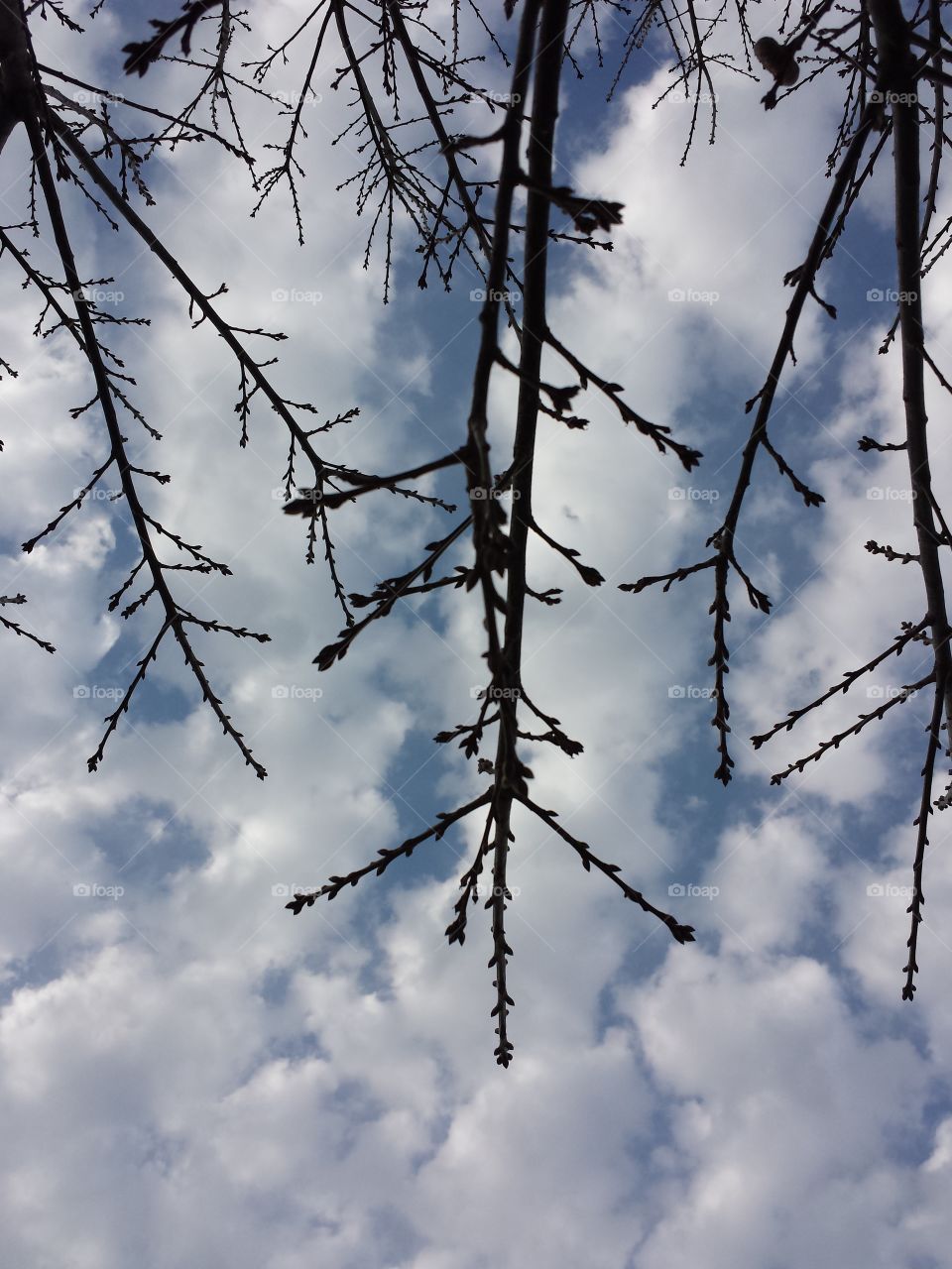 Black Oak Spring Branches