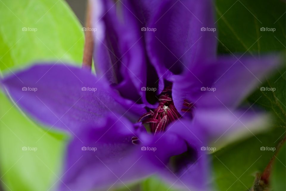 Floral macro