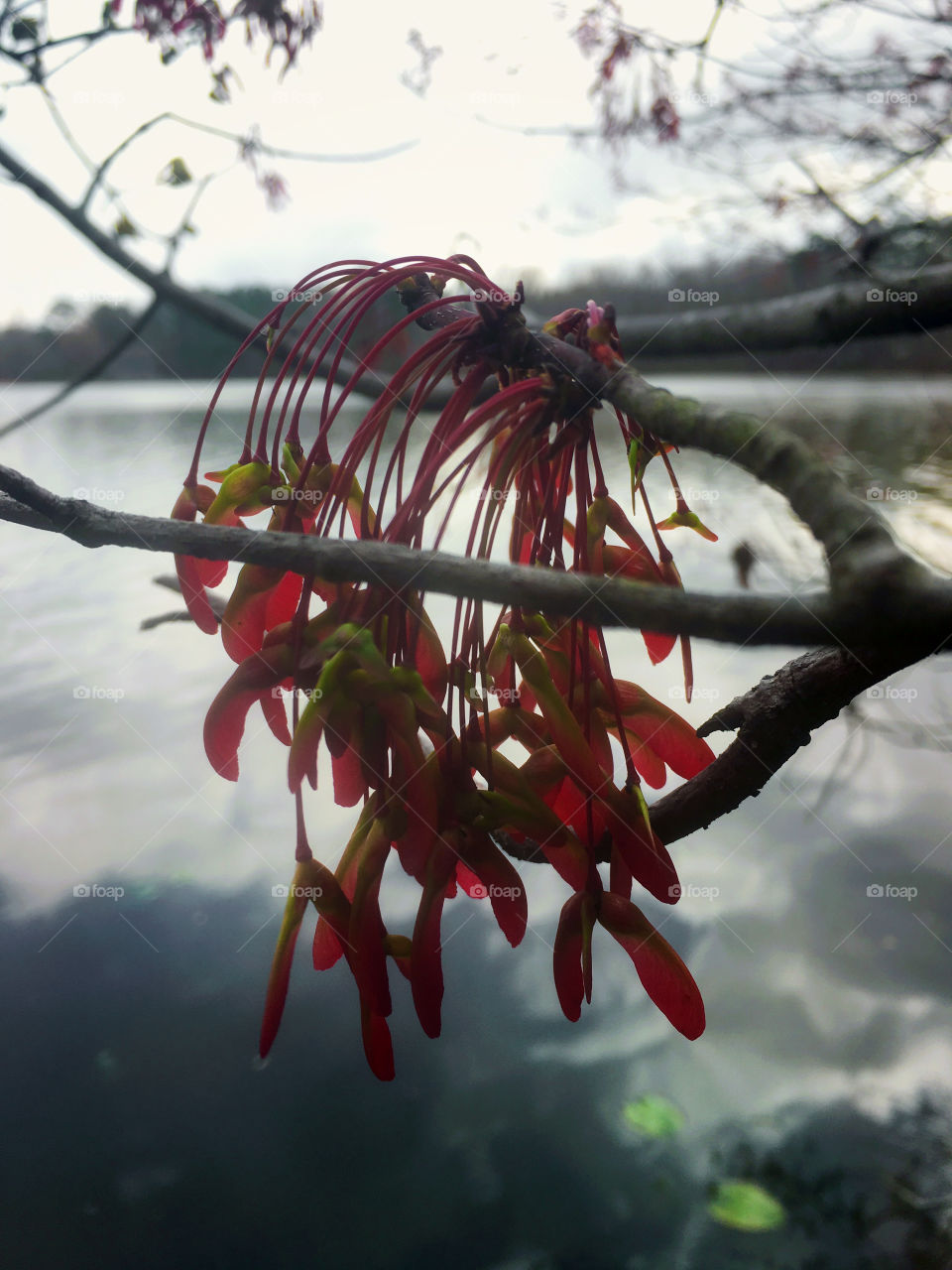 Cluster of bright red samaras or seed pods from the red maple trees signify early spring in North Carolina. 