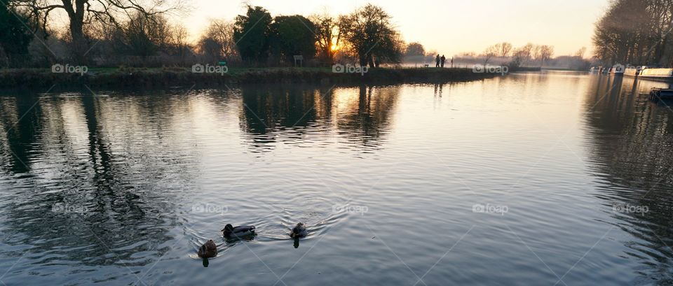 Three Little Ducks