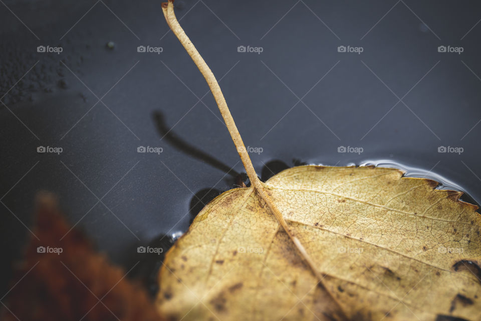 A portrait of the bottom part of a fall colored leave in a puddle of water.