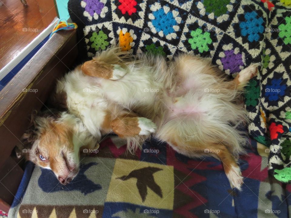 Australian Shepard puppy lying on his back on a couch.