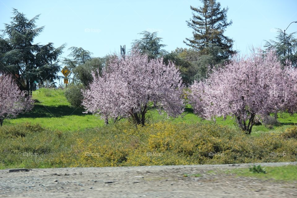 Spring blooming 