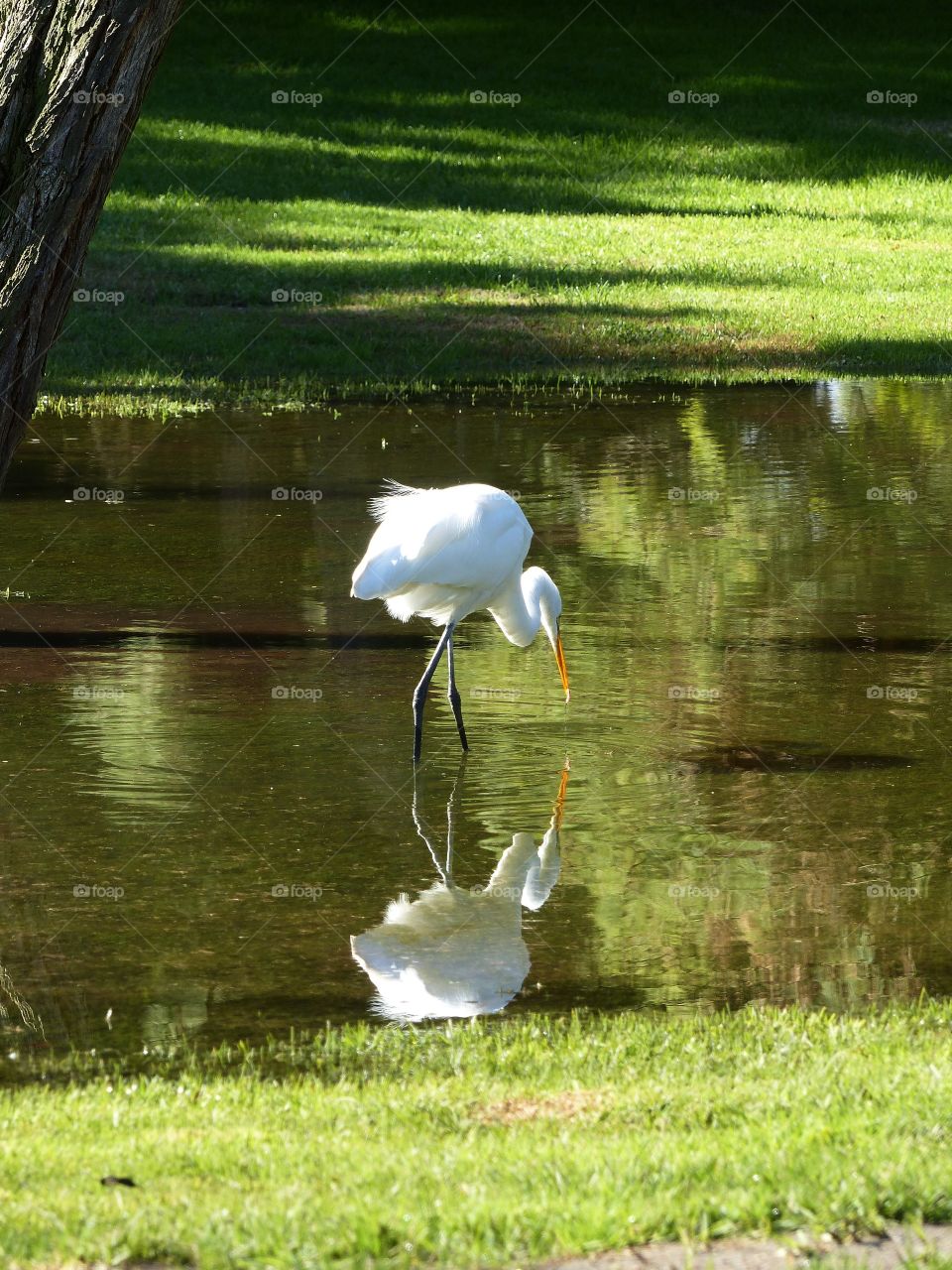 Side view of great egret reflection in lake