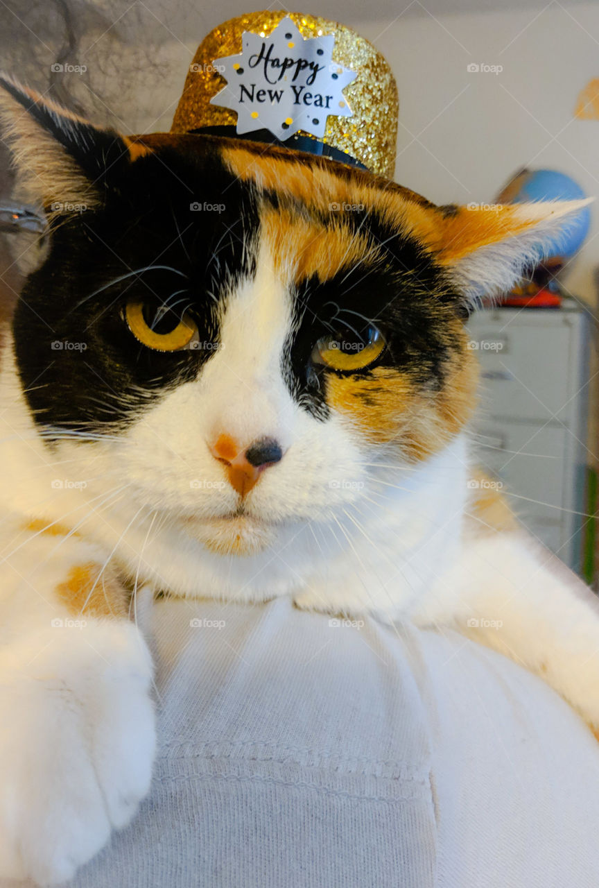 Celebrating Holiday with pets