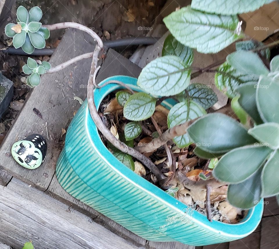 cheerful painted ladybug rock residing near potted plant in flourishing home garden