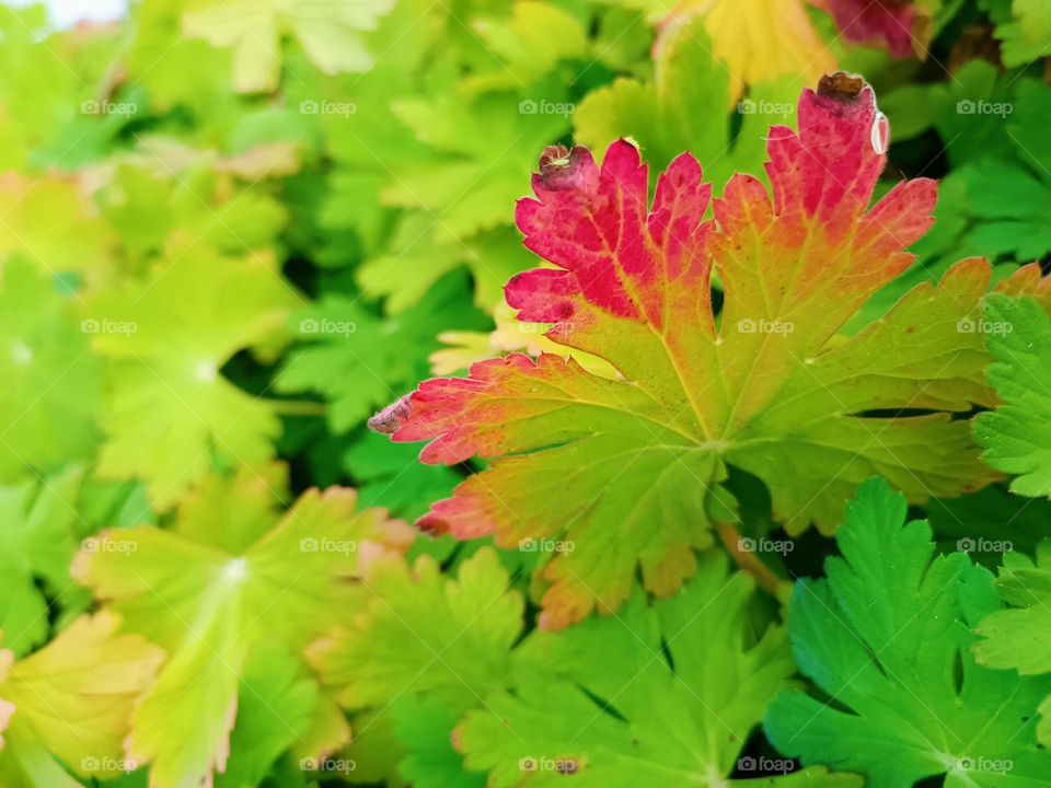 Close-up of green leaves, one leaf has red tips
