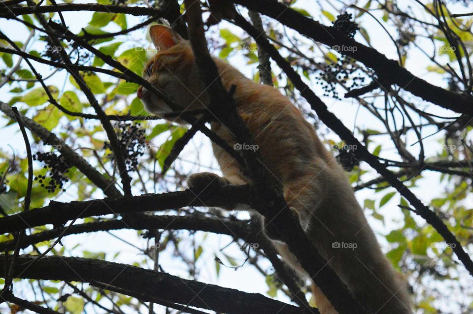 cat explorer