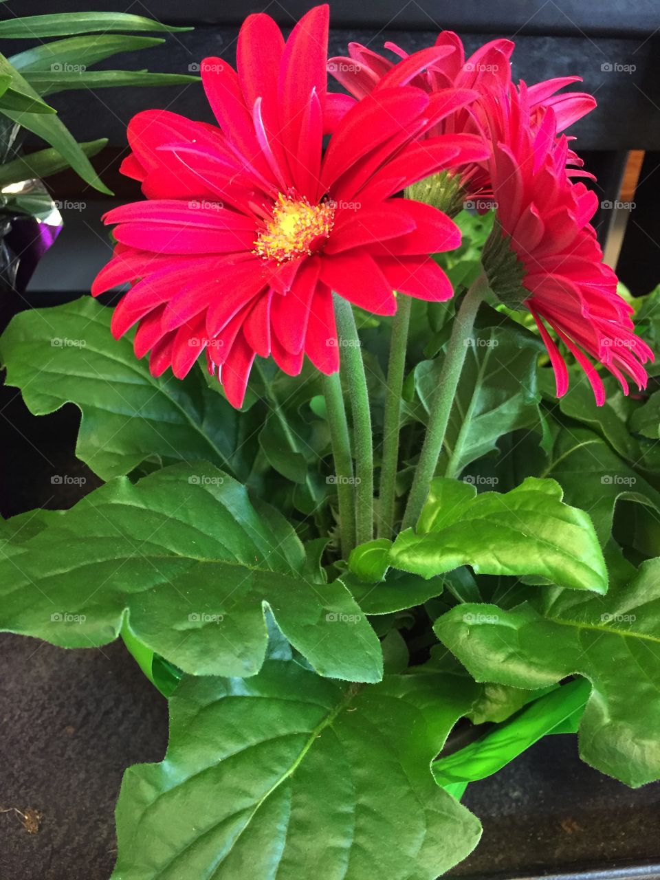 Gerber Daisy  flower growing tall 