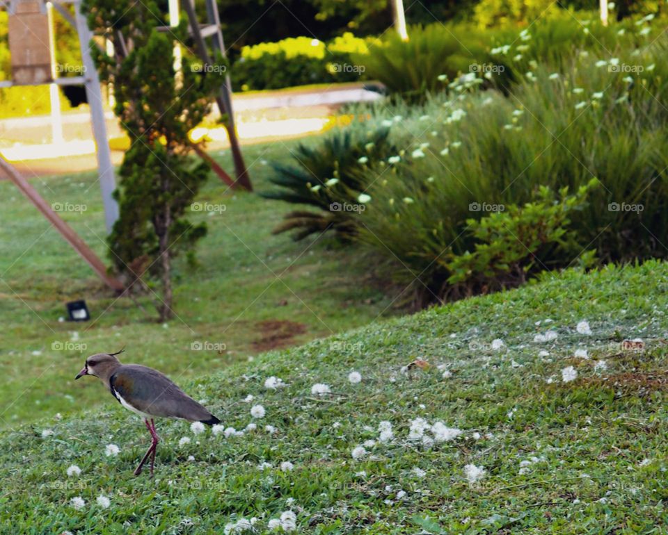 Quero-quero, ave típica da América do Sul.