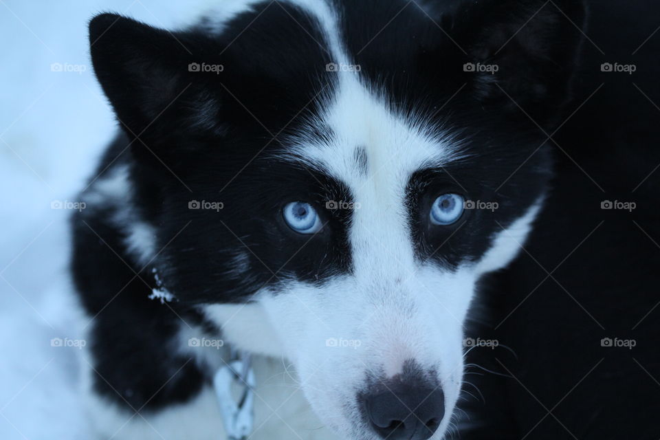Close-up of a husky dog