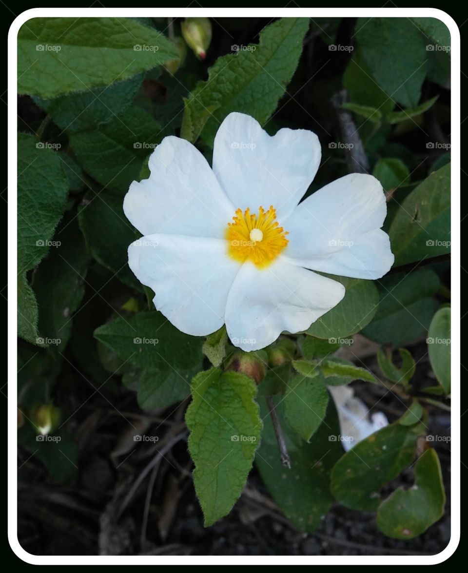 white and yellow flower