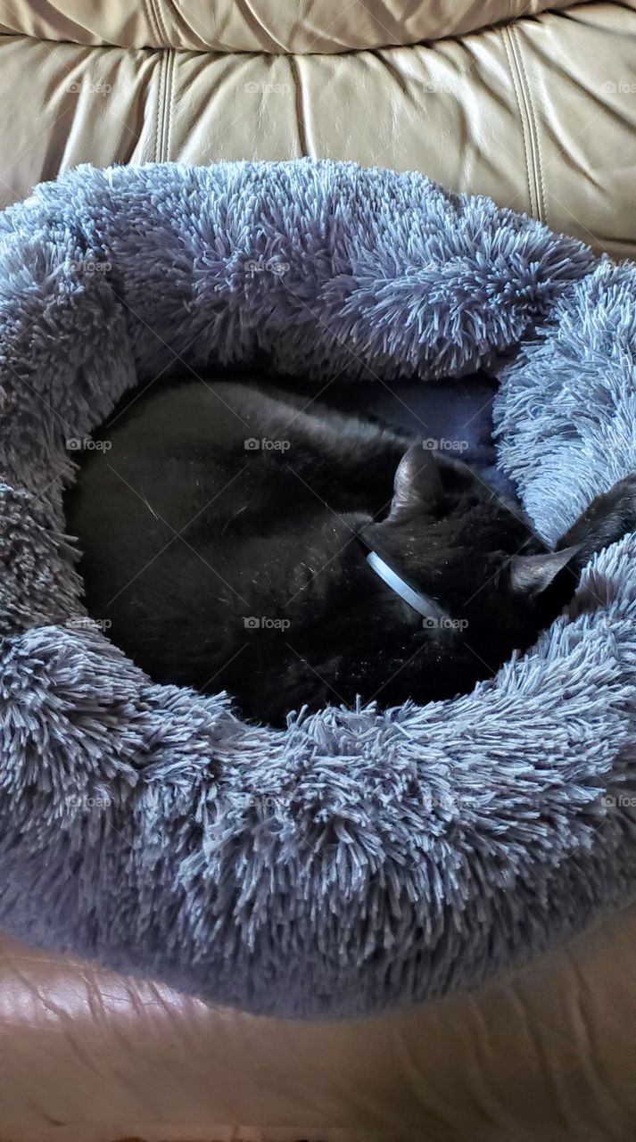 Curled up in fluffy bed on couch is a black cat sleeping soundly. She's a family pet & loves this bed. Kitty is wearing a collar.