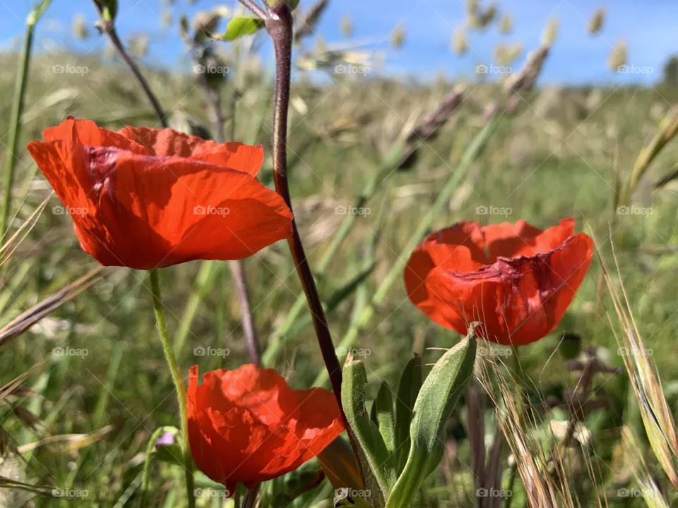 3 red