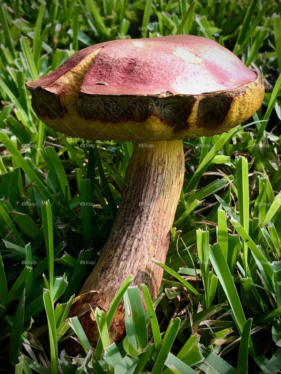 Old photo of a giant mushroom in the yard. Since I have barely any this year, wanted to post an old one 🍄