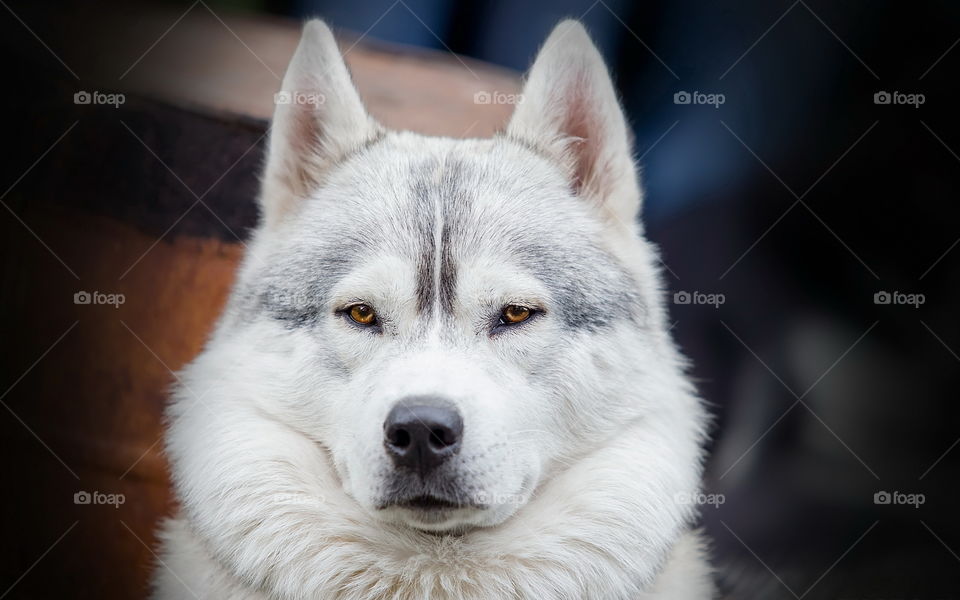 Close-up of a husky