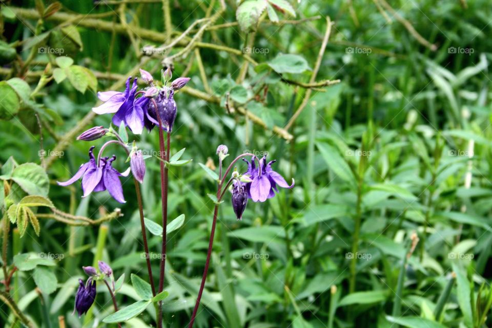 beautiful floral splendor