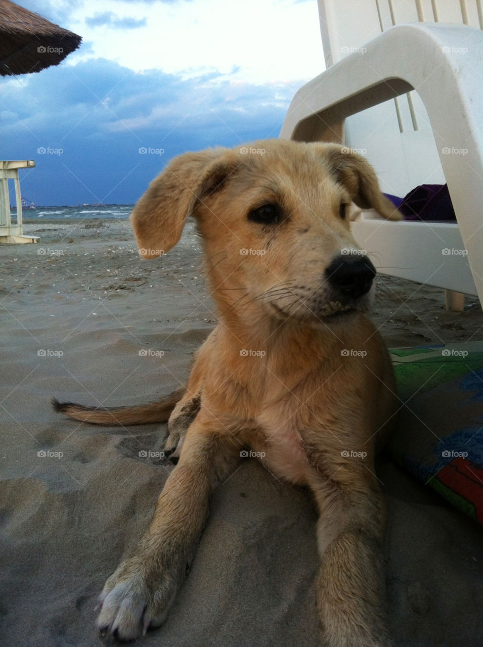 beach summer dog mammals by esmar