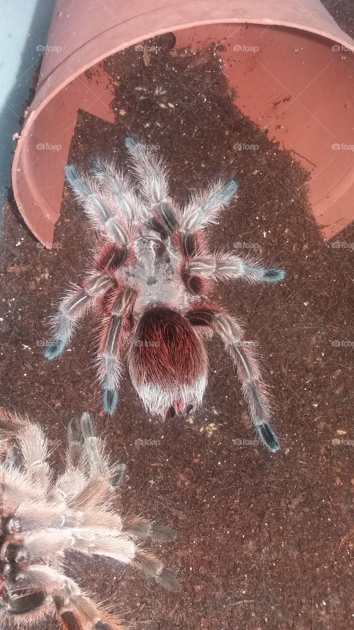 Chilean Rose Tarantula