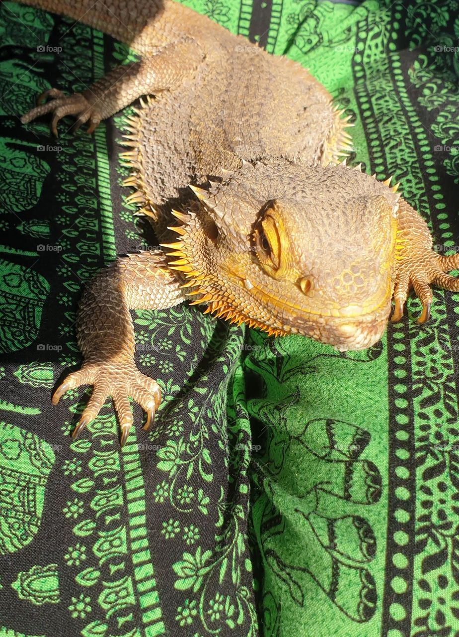 happy smiling bearded dragon relaxing and enjoying the sun on a green and black underground