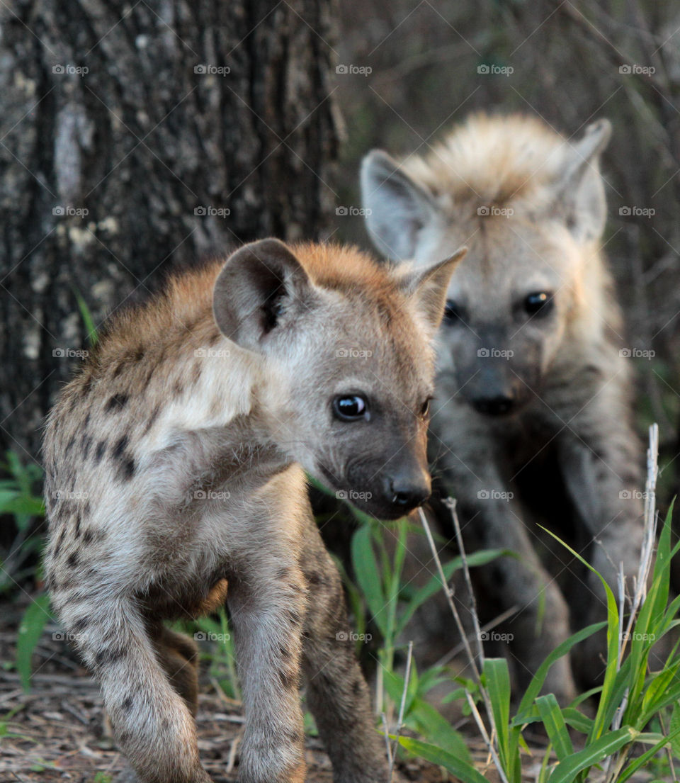 Hyena pups are curious to see the photographer 