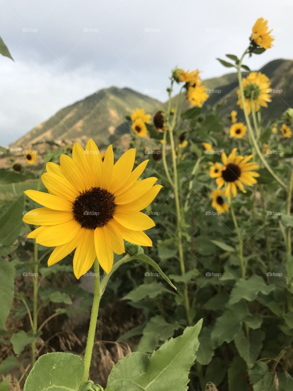 Mountain summer sunflowers