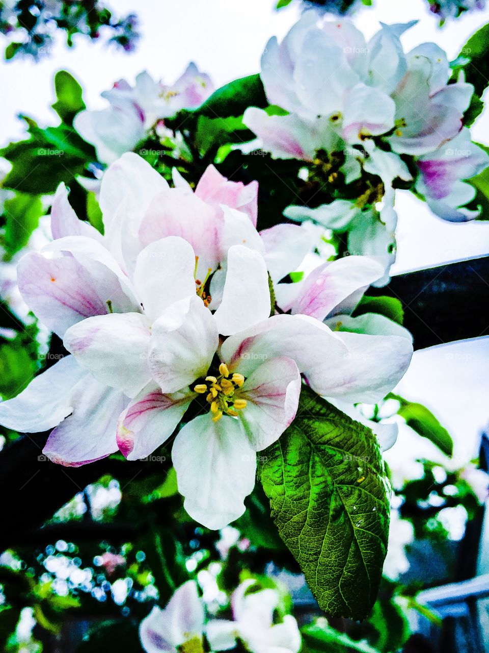 Spring blossom. Apple tree in blossom