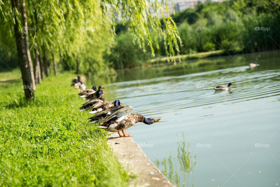 Ducks in the park