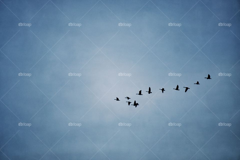 Flock of Geese in V Formation