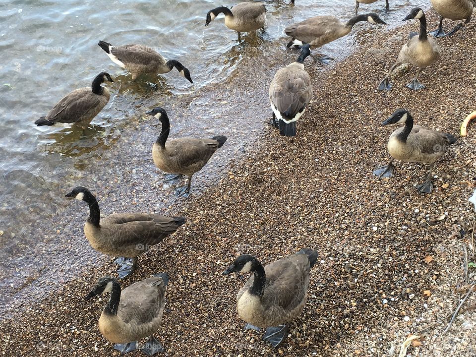 Geese