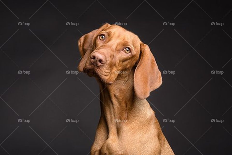 A dog in black background