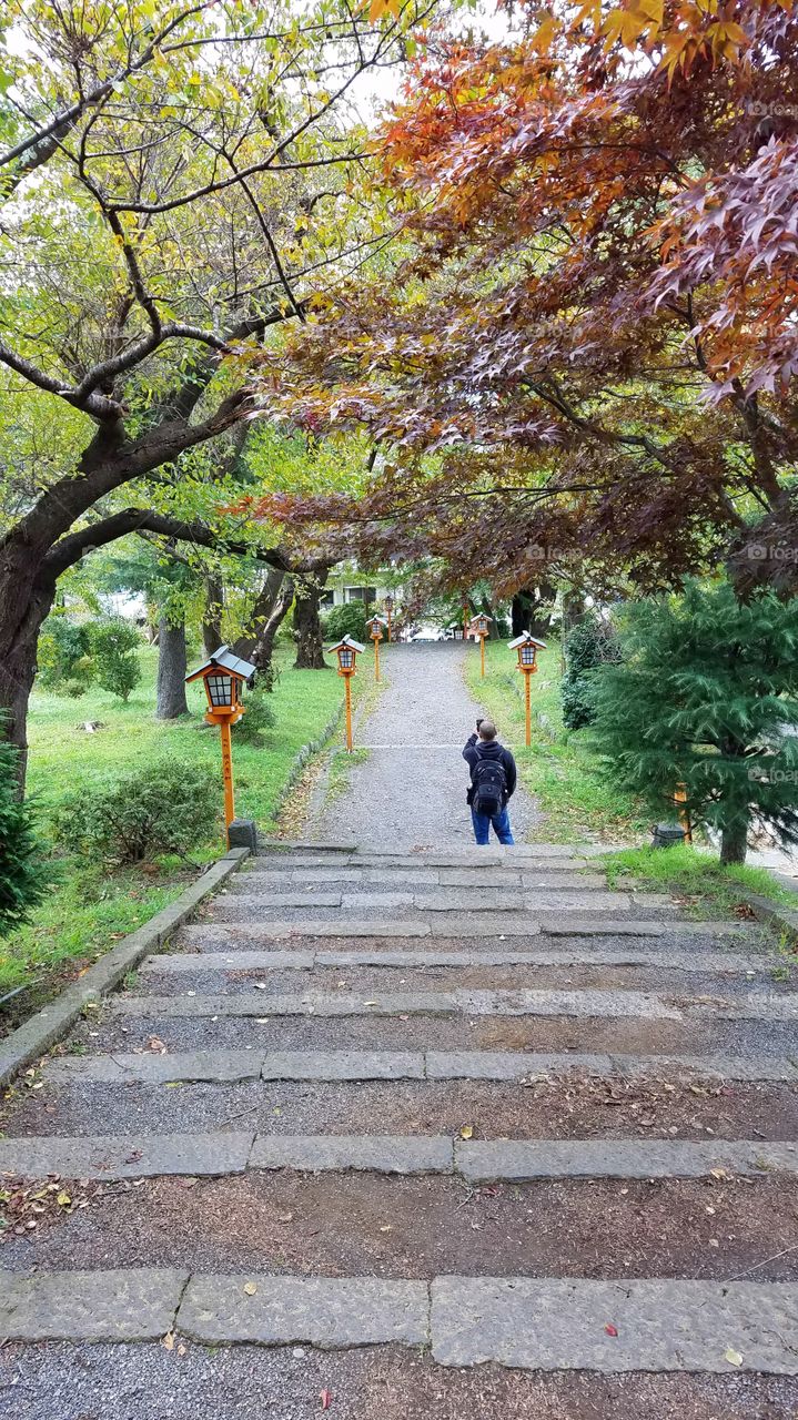 Road, Tree, Guidance, Footpath, Leaf