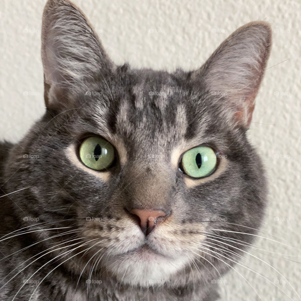 A close up view of our cat Phoenix with his mesmerizing green eyes and white furry chin.