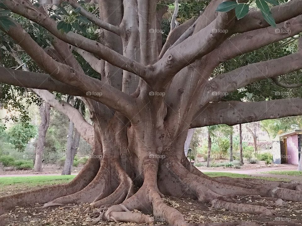 Banyan tree in south Australia. A Morton Bay Fig Tree ( a species of the Banyan Tree) in Ada Ryan Gardens, Whyalla, South Australia