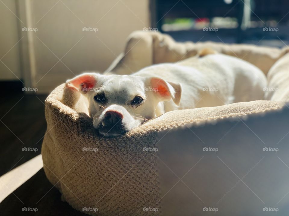 Resting dog with white fur 