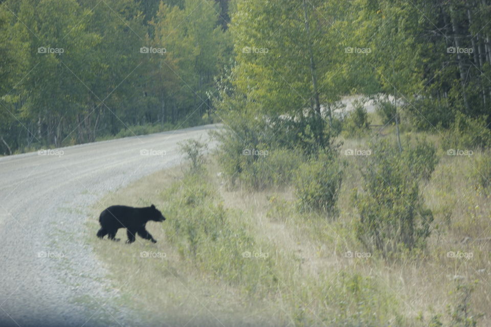 Baby Bear by gravel road near Cranbrook BC